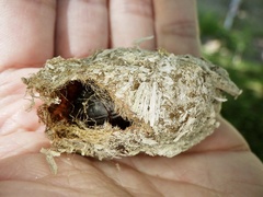 Actias aliena aliena