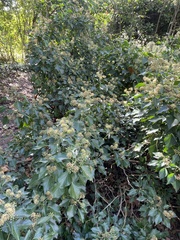 Hedera