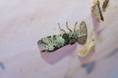 Macrurocampa marthesia