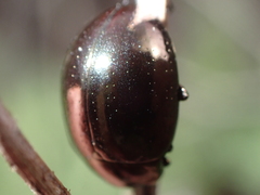 Chrysolina gemina