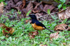 Copsychus stricklandii stricklandii