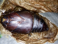 Actias aliena aliena