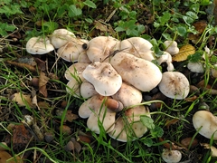 Basidiomycota