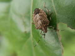 Halyomorpha