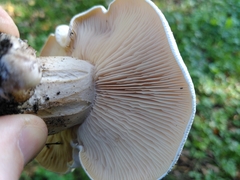 Basidiomycota