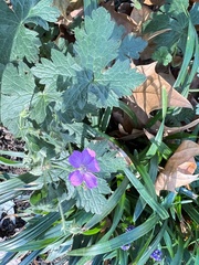 Eriocapitella hupehensis