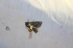 Paectes abrostoloides