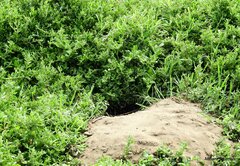 Ardenna tenuirostris