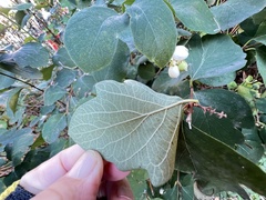 Eriocapitella hupehensis