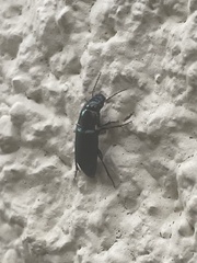 Poecilus versicolor