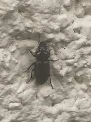 Poecilus versicolor