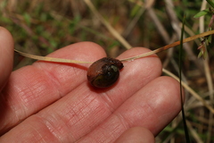 Stanisicarion freycineti