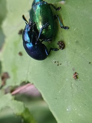 Platycorynus peregrinus