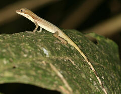 Anolis limifrons