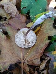 Basidiomycota