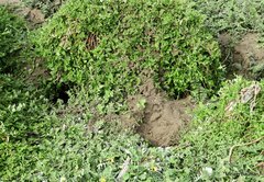 Ardenna tenuirostris