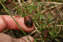 Stanisicarion freycineti