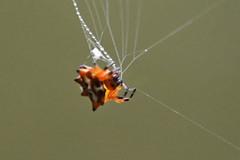 Gasteracanthinae