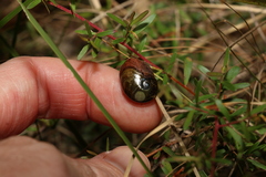 Stanisicarion freycineti