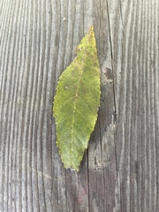 Fraxinus pennsylvanica