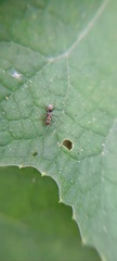 Camponotus rufoglaucus