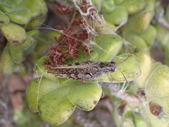 Calliptamus plebeius