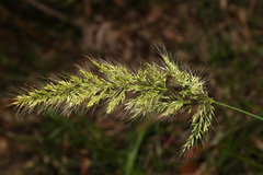 Dichelachne micrantha