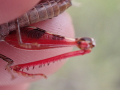 Calliptamus plebeius