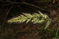 Dichelachne micrantha