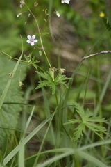 Geranium asiaticum