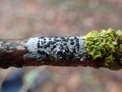 Lecidella elaeochroma