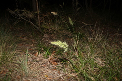 Dichelachne micrantha