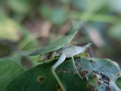 Atractomorpha sinensis