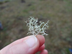 Cladonia ciliata