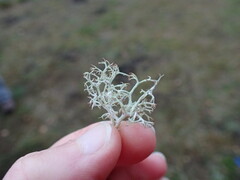 Cladonia ciliata