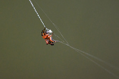 Gasteracanthinae