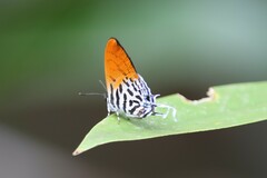 Drupadia ravindra moorei