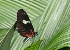 Heliconius doris
