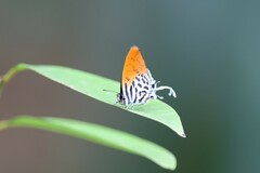 Drupadia ravindra moorei