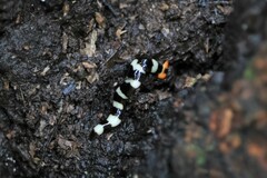 Diversibipalium engeli