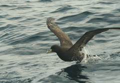 Procellaria aequinoctialis