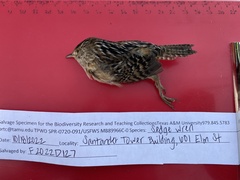 Cistothorus stellaris