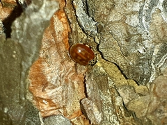 Harmonia quadripunctata