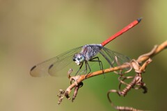 Lathrecista asiatica