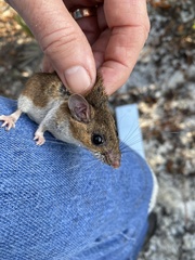 Peromyscus gossypinus