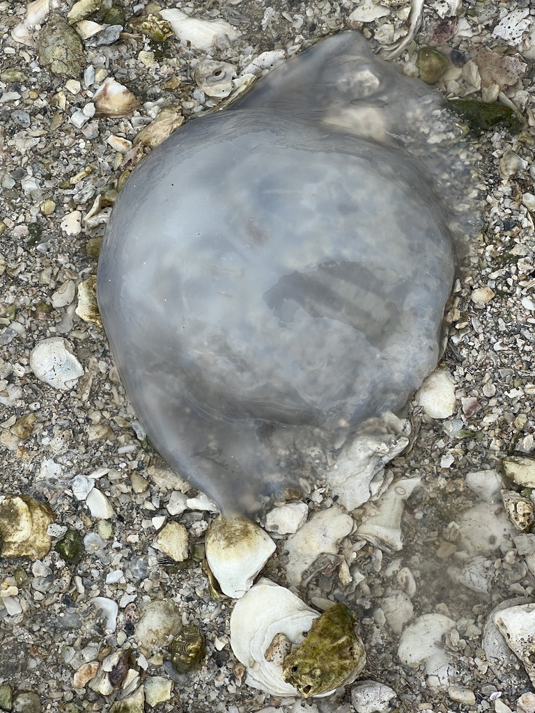 Cannonball Jelly from Copano Bay, Rockport, TX, US on October 17, 2022 at 0347 PM by CK Kelly