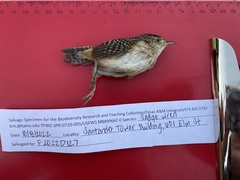 Cistothorus stellaris