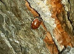 Harmonia quadripunctata