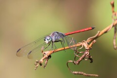 Lathrecista asiatica