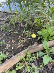 Pyrrhopappus pauciflorus